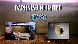 How I Raise Daphnia Water Fleas And You Can Too [upl. by Lyell456]