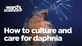 Caring and Culturing for Daphnia [upl. by Dot687]