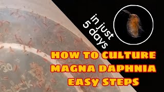 How to Culture Magna Daphnia Easily [upl. by Amek390]