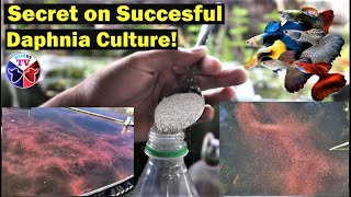 How to Culture Daphnia Successfully [upl. by Linnette]