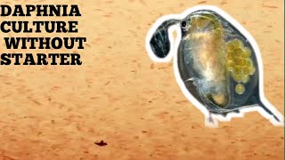 HOW TO CULTURE DAPHNIA NATURALLY WITHOUT A STARTER [upl. by Introc473]