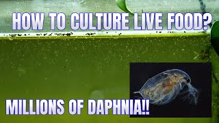 How to Culture Daphnia Secret Method to Breed MILLIONS  Simply Aquatic [upl. by Tullus31]