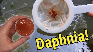 How I Culture Daphnia In Outdoor Tubs [upl. by Nigam]