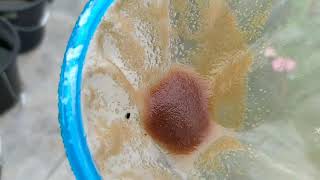 How to culture daphnia moina in a small container Part 1 English Subtitle [upl. by Lleksah]