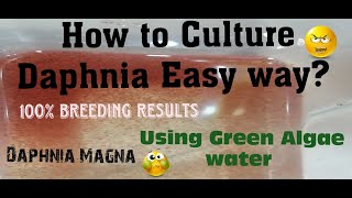 Daphnia MagnaHow to Culture Daphnia Easy wayCulturing Daphnia using Green water Daphnia [upl. by Afatsum]