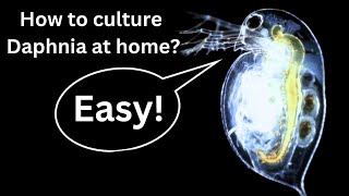 BEST Live Fish Food Beginner guide How to Culture Daphnia at home [upl. by Nosrac]