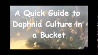 How to culture daphnia outside [upl. by Plusch963]