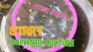 How to culture daphnia moina the easy way 1  Starting the Daphnia culture [upl. by Latsryc]