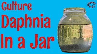 How to Culture Daphnia in a Jar [upl. by Eriha896]