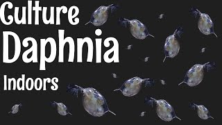 How to Culture Daphnia [upl. by Ulric]