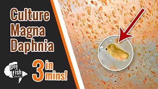 How to culture DAPHNIA MAGNA  The easy way [upl. by Elocon908]