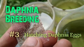 Daphnia Culture made simple and easy 3  Hatching Daphnia eggs [upl. by Lehteb287]