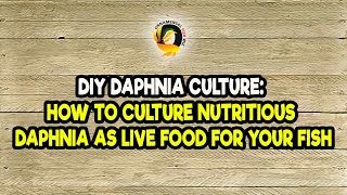 DIY Daphnia Culture How to Culture Nutritious Daphnia as Live Food for Your Fish [upl. by Yaf405]