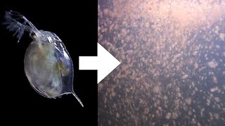 How I Culture Daphnia [upl. by Garaway413]