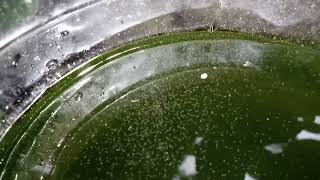 DAPHNIA MOINA CULTURE IN A SMALL BUCKET [upl. by Idnak]