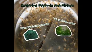 How To Culture Daphnia and Moinas using Green Water Spirulina powder [upl. by Meier540]