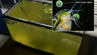 Raising Daphnia for the Freshwater Aquarium [upl. by Dickey]