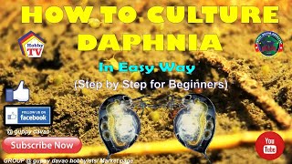 HOW TO CULTURE DAPHNIA In Easy Way [upl. by Ahsatsan]